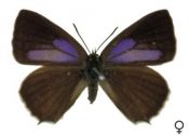 Neozephyrus quercus (Linnaeus, 1758) attēls