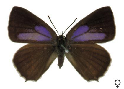 Neozephyrus quercus (Linnaeus, 1758) attēls