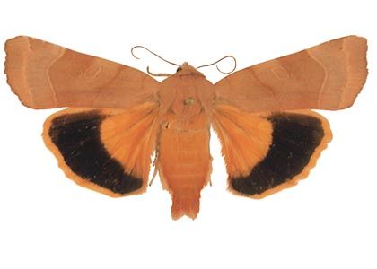 Noctua fimbriata (Schreber, 1759) attēls