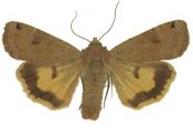 Noctua orbona (Hufnagel, 1766) attēls