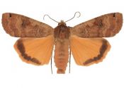 Noctua pronuba Linnaeus, 1758 attēls