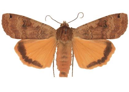 Noctua pronuba Linnaeus, 1758 attēls