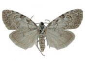 Nola confusalis (Herrich-Schäffer, 1847) attēls