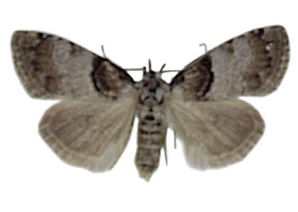 Nola cucullatella (Linnaeus, 1758) attēls