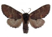 Notodonta dromedarius (Linnaeus, 1758) attēls