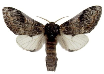 Notodonta trithophus (Denis & Schiffermüller, 1775) attēls