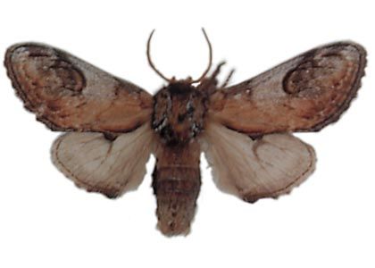 Notodonta ziczac (Linnaeus, 1758) attēls