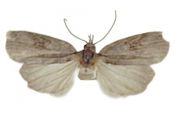 Nycteola asiatica (Krulikovsky, 1904) attēls