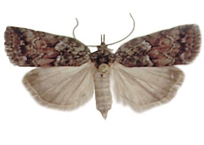 Nycteola degenerana (Hübner, 1799) attēls