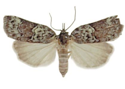 Nycteola siculana (Fuchs, 1899) attēls