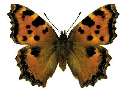 Nymphalis polychloros (Linnaeus, 1758) attēls