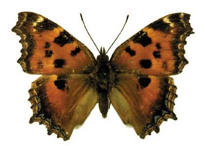 Nymphalis xanthomelas (Esper, 1781) attēls