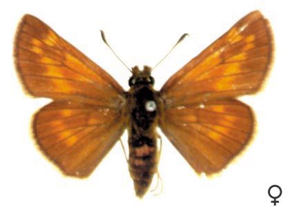 Ochlodes sylvanus (Esper, 1777) attēls