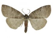 Ochropacha duplaris (Linnaeus, 1761) attēls