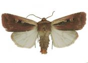 Ochropleura plecta (Linnaeus, 1761) attēls