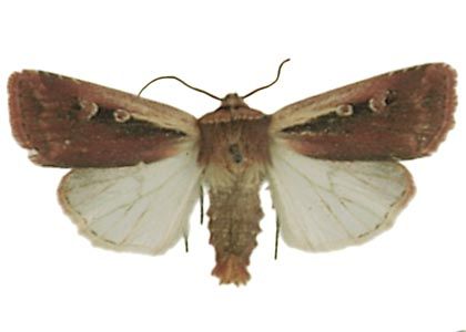 Ochropleura plecta (Linnaeus, 1761) attēls