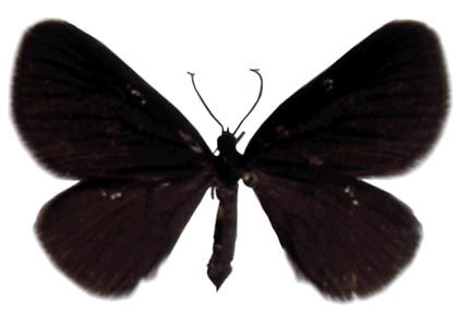 Odezia atrata (Linnaeus, 1758) attēls