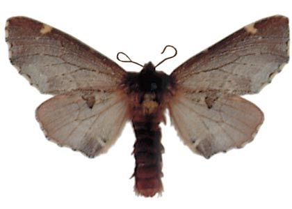 Odontosia carmelita (Esper, 1799) attēls