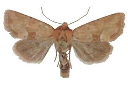 Oligia fasciuncula (Haworth, 1809) attēls