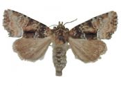 Oligia latruncula (Denis & Schiffermüller, 1775) attēls