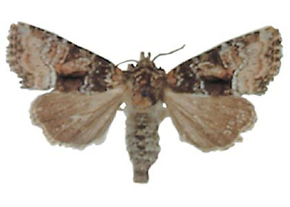 Oligia latruncula (Denis & Schiffermüller, 1775) attēls