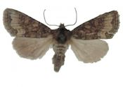 Oligia strigilis (Linnaeus, 1758) attēls