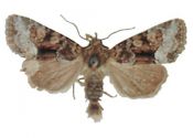 Oligia versicolor (Borkhausen, 1792) attēls