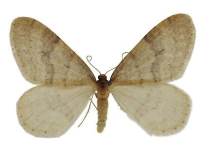 Operophtera brumata (Linnaeus, 1758) attēls