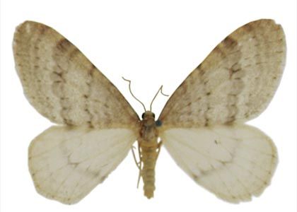 Operophtera fagata (Scharfenberg, 1805) attēls