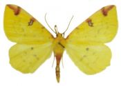 Opisthograptis luteolata (Linnaeus, 1758) attēls