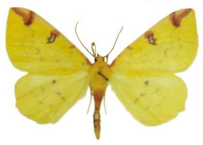 Opisthograptis luteolata (Linnaeus, 1758) attēls