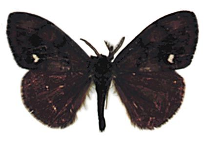 Orgyia antiqua (Linnaeus, 1758) attēls