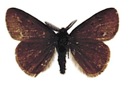 Orgyia antiquiodes (Hübner, 1822) attēls