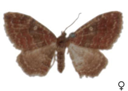 Orthonama obstipata (Fabricius, 1794) attēls