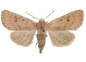 Orthosia cruda (Denis & Schiffermüller, 1775) attēls