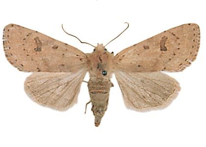 Orthosia cruda (Denis & Schiffermüller, 1775) attēls