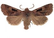 Orthosia gothica (Linnaeus, 1758) attēls