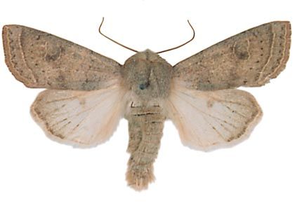 Orthosia gracilis (Denis & Schiffermüller, 1775) attēls