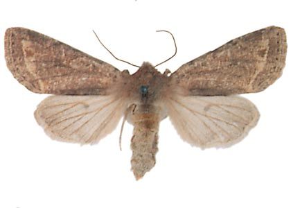 Orthosia incerta (Hufnagel, 1766) attēls