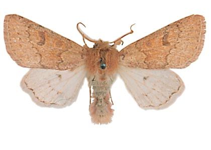 Orthosia miniosa (Denis & Schiffermüller, 1775) attēls