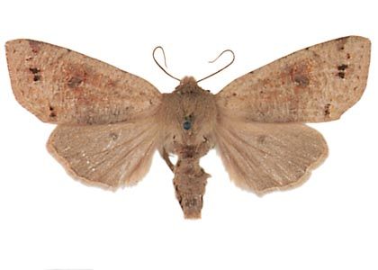 Orthosia munda (Denis & Schiffermüller, 1775) attēls