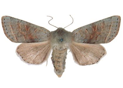 Orthosia opima (Hübner, 1809) attēls