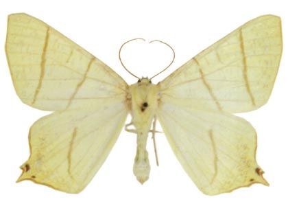 Ourapteryx sambucaria (Linnaeus, 1758) attēls
