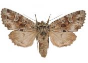Pachetra sagittigera (Hufnagel, 1766) attēls