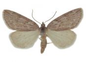 Pachycnemia hippocastanaria (Hübner, 1799) attēls