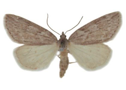 Pachycnemia hippocastanaria (Hübner, 1799) attēls