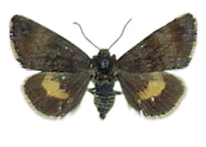 Panemeria tenebrata (Scopoli, 1763) attēls