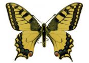 Papilio machaon (Linnaeus, 1758) attēls