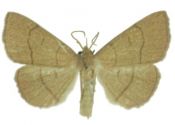 Paracolax tristalis (Fabricius, 1794) attēls