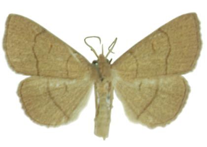 Paracolax tristalis (Fabricius, 1794) attēls